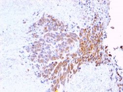 TOP1MT Antibody (TOP1MT/568) - Azide and BSA Free, Novus Biologicals 100 &mu;g | Buy Online | Novus Biologicals | Fisher Scientific